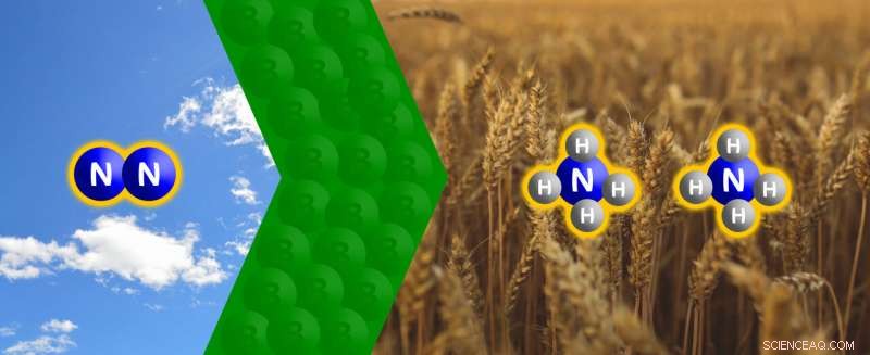 Harnessing Boron and Beer to Convert Nitrogen into Ammonium: A Sustainable Fertilizer Approach