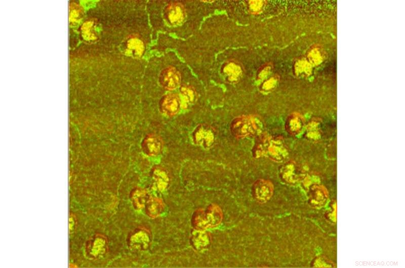 Fast, Precise Imaging of Individual Viruses Unveiled by New Technique