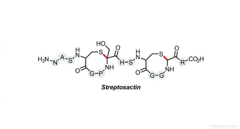 Lab Uncovers Novel Small Molecule that Hunts and Kills Rival Bacteria