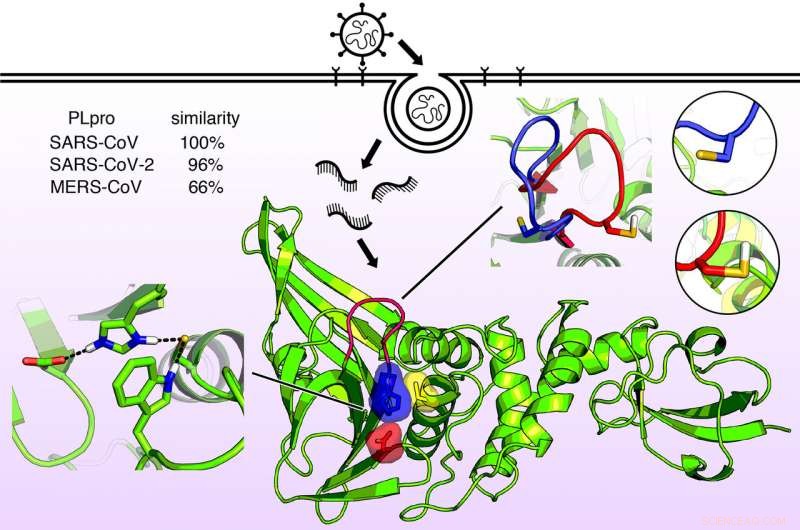 Uncovering Structural Parallels: Molecular Shapes of COVID-19, SARS, and MERS Viruses