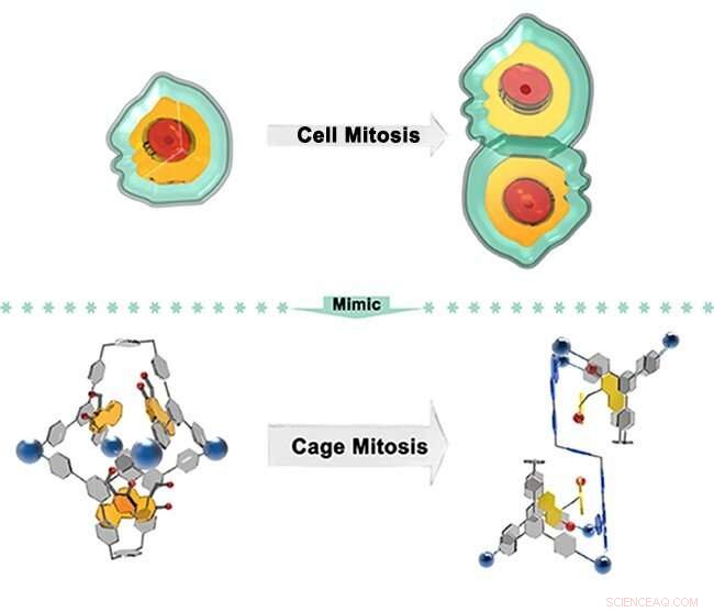 Guest-Triggered Mitosis-Like Transformation Converts Pd4L2 Cage into a Conjoined Pd6L3 Twin Structure