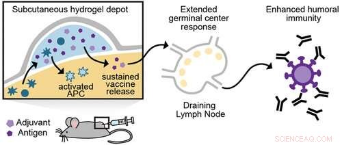 Injectable Hydrogel May Revolutionize Vaccine Efficacy