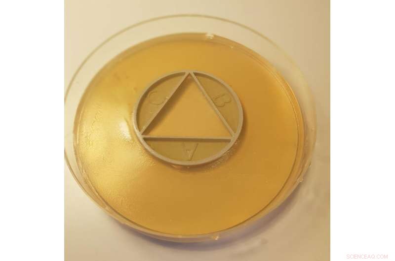 High-Speed Antibiotic Combination Test Reveals How Drugs Synergistically Kill Bacteria