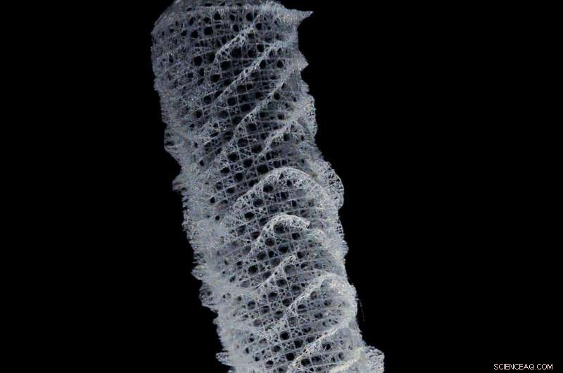 Marine Sponge Structures Inspire Next-Gen Skyscrapers & Bridges