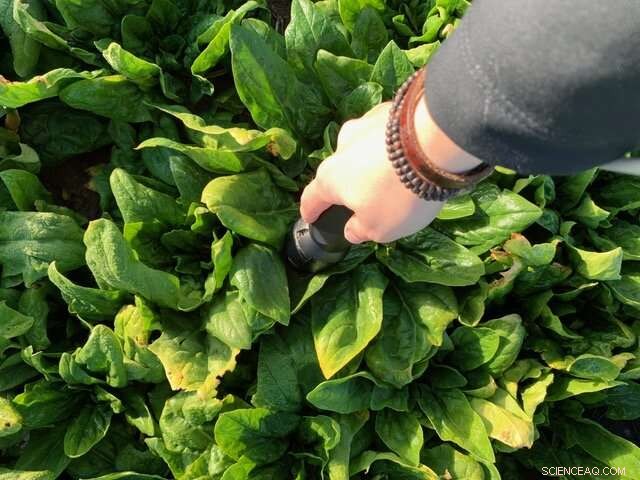 Revolutionary Non-Destructive Technique Delivers Fast, Precise Food Quality Analysis