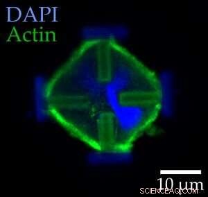 Scientists Introduce Innovative Cell Stretching Rack to Study Mechanical Response