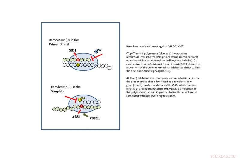 New Mechanism Revealed: Remdesivir Targets SARS-CoV-2 Viral Polymerase
