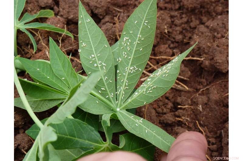 Surplus Sugar Enables Whiteflies to Neutralize Plant Defenses