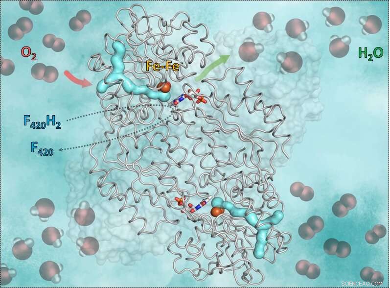Unlocking the Science of Oxygen-Reducing Enzymes