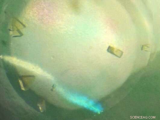 Unlocking the Science of Oxygen-Reducing Enzymes