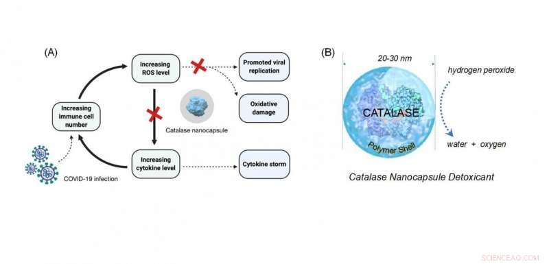 Catalase Enzyme Shows Promise as a Novel COVID-19 Treatment