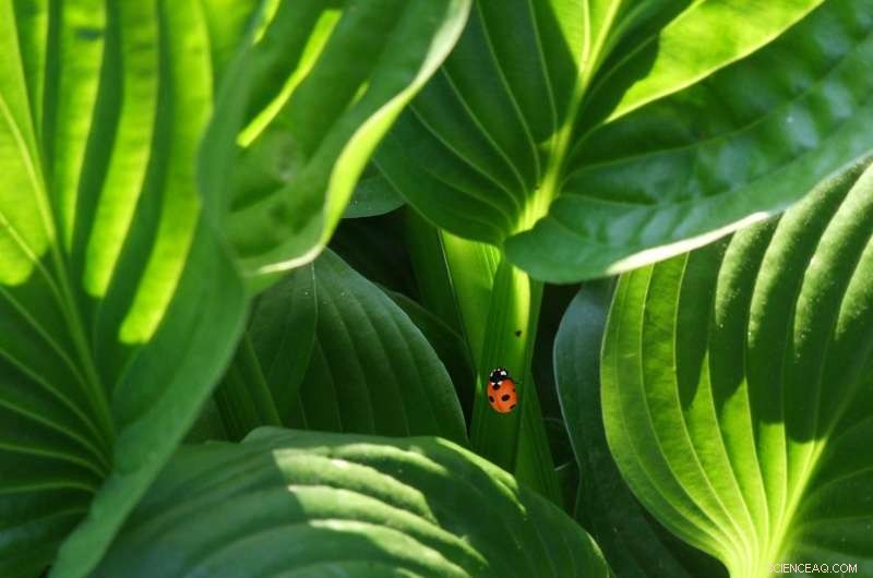 Engineering Plants as Biofactories: Synthetic Pathways Produce Novel Molecules