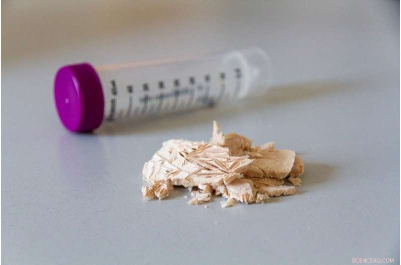 Tailored Bacterial Diets Produce Eco-Friendly Polymers for Cosmetic Packaging