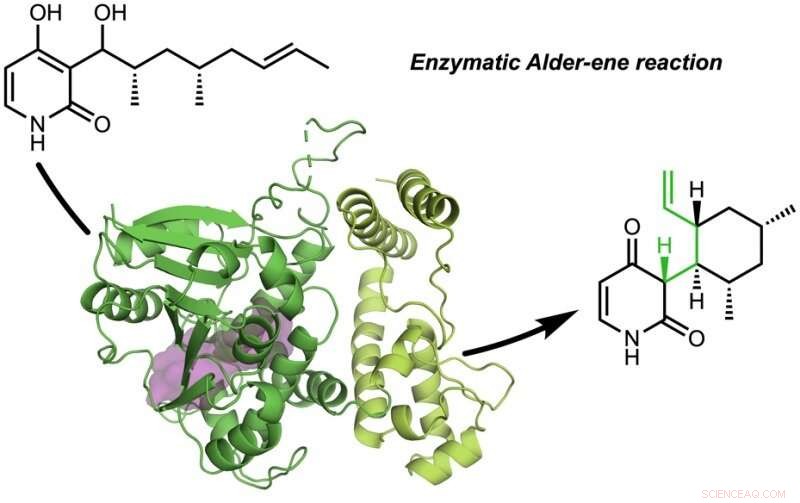 Scientists Identify First Enzymes that Catalyze Alder‑ene Reaction