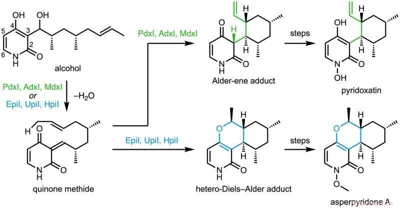 Scientists Identify First Enzymes that Catalyze Alder‑ene Reaction