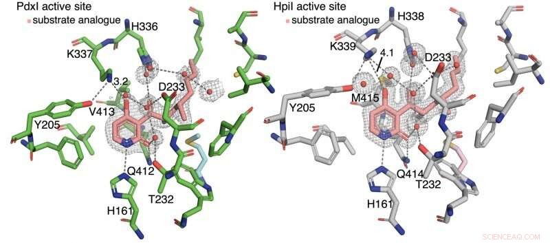 Scientists Identify First Enzymes that Catalyze Alder‑ene Reaction