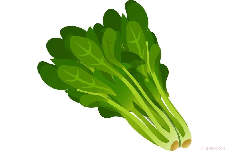 Spinach as a Fuel Cell Power Source: Chemists Uncover Its Energy Potential