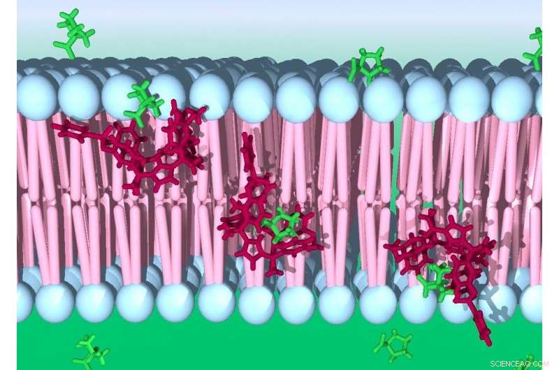 Engineering Synthetic Amino Acid Transporters to Enhance Cellular Metabolism