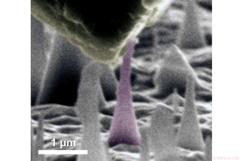 Diamond Becomes Metallic Conductor Under Extreme Strain, New Theoretical Study Shows