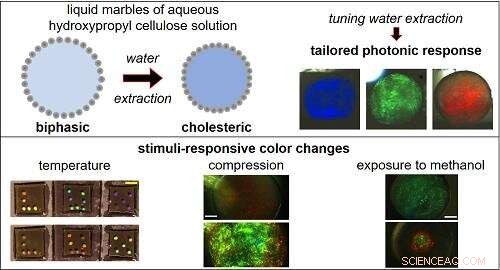 Cellulose: The Ubiquitous Material with Exceptional Properties