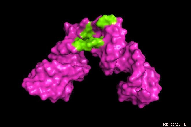 Advanced NMR Tools Deliver Precise 3‑D Imaging of Large RNA Molecules
