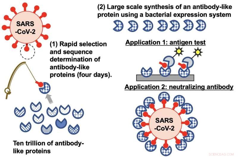 TRAP Method Identifies Synthetic Proteins to Target Pandemic Viruses