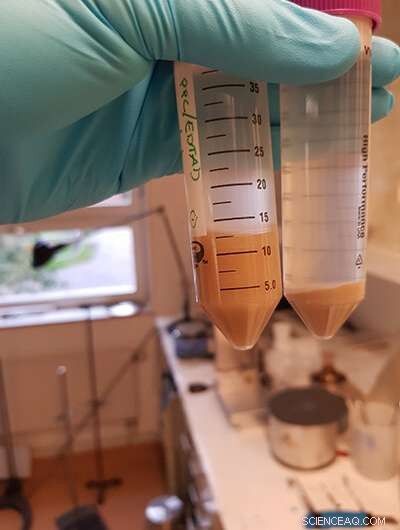 Wheat Gluten: A Sustainable, Bio‑Based Material for Next‑Gen Diapers