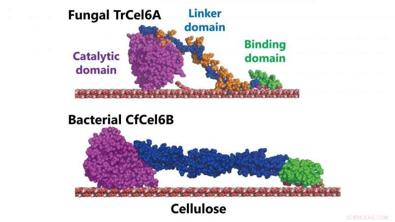 Revolutionary Bacterial Cellulose Degradation System Boosts Biofuel Production
