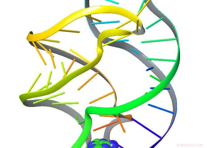 AI Language Models Reveal the Dynamics of Riboswitch Molecules