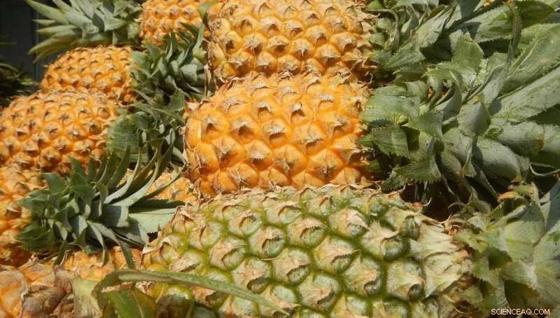 Researchers Convert Pineapple Waste into High-Value Aerogels for Sustainable Applications