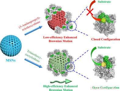 How Enzyme Conformation Enhances Lipase-Powered Nanomotor Performance