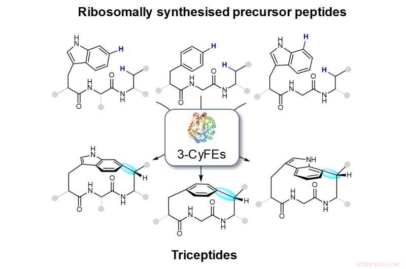 New Bacterial Enzymes Forge Strained Cyclophanes via Post‑Translational Bonding