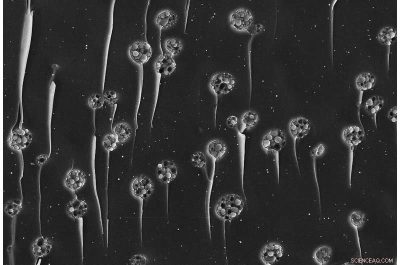 Lipid-Infused Hydrogels Surpass Water-Based Counterparts in Lubricity