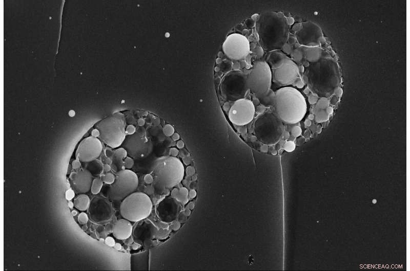 Lipid-Infused Hydrogels Surpass Water-Based Counterparts in Lubricity