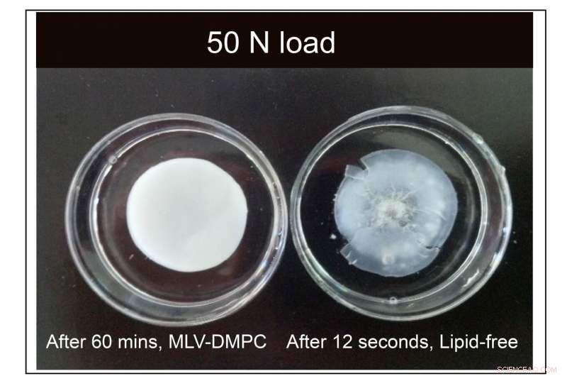Lipid-Infused Hydrogels Surpass Water-Based Counterparts in Lubricity