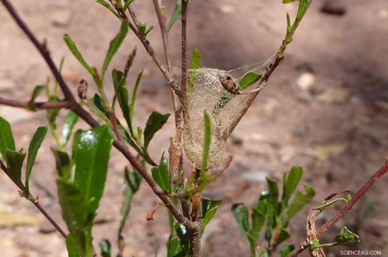 Australia s Unique Spider Silk: Unlocking Nature s Engineering