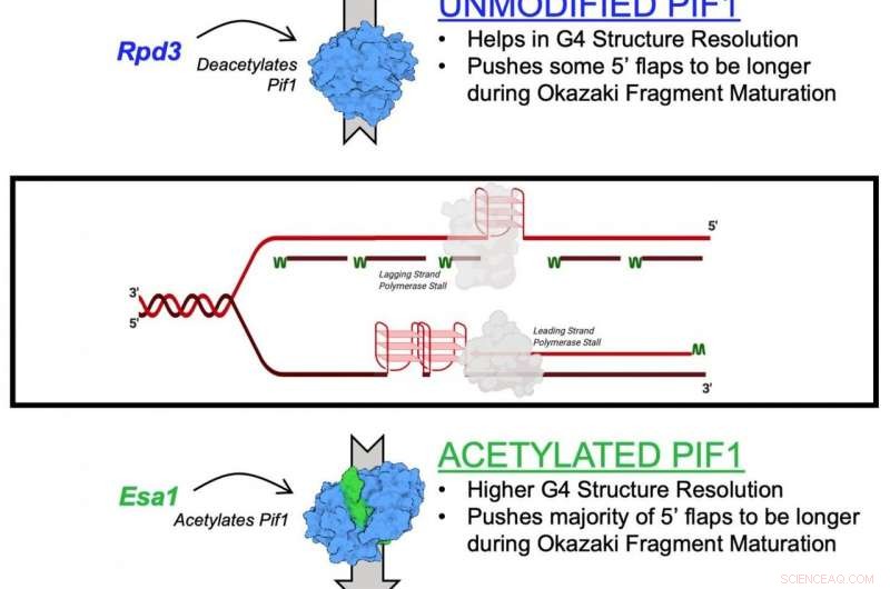 Scientists Uncover Mechanism of Cancer-Linked Enzyme in Groundbreaking Study