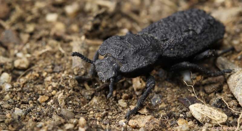 Materials Scientists Unveil Design Secrets Behind the Nearly Indestructible Ironclad Beetle