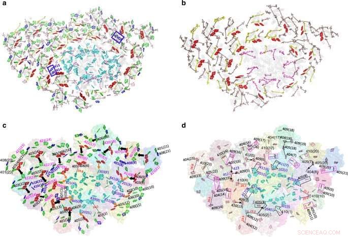 Diatom Photosystem Supercomplex Unveiled: Sophisticated Energy Transfer Network