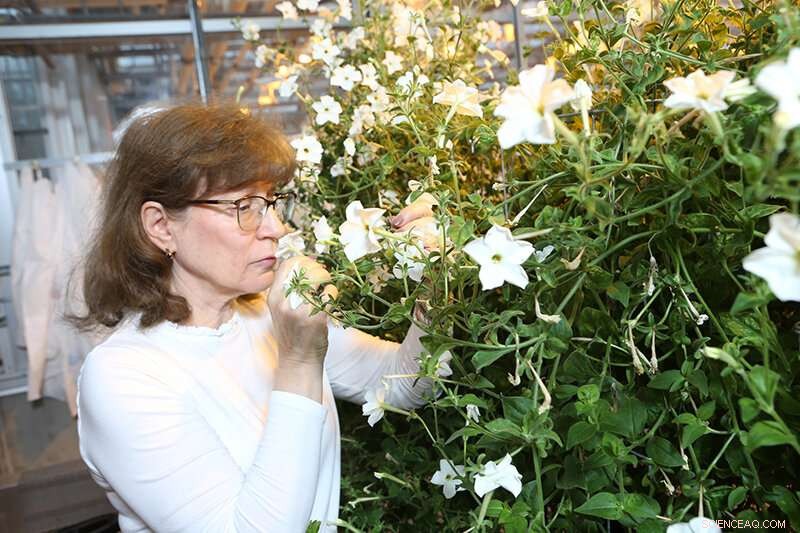 Cuticle Thinning Reduces Volatile Emission in Petunias, New Study Reveals