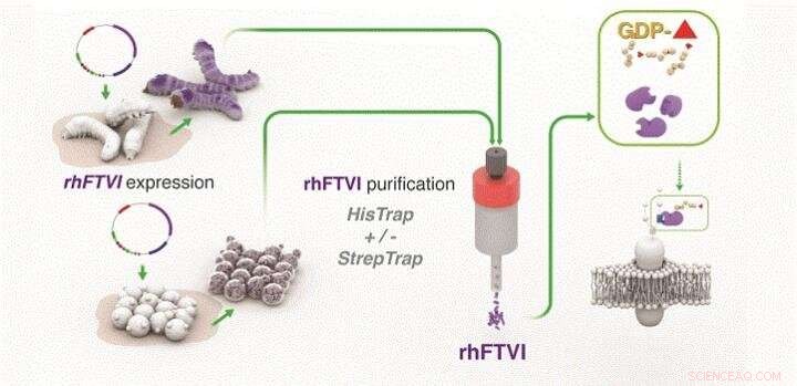 Engineered Enzyme Biofactories Boost Cord Blood Transplant Success