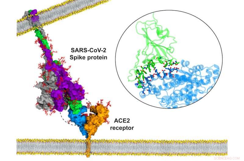 Uncovering the Hidden Conformations of the SARS‑CoV‑2 Spike Protein