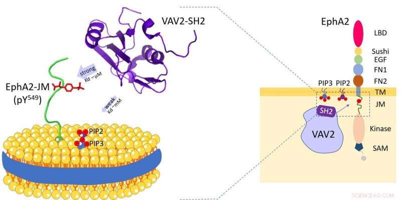 New Study Uncovers Dual Targeting Capability of Vav2‑SH2 Protein