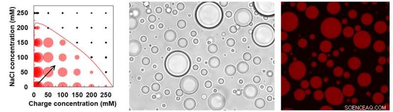 Tiny Compartments May Precede Cell Formation: New Prebiotic Study