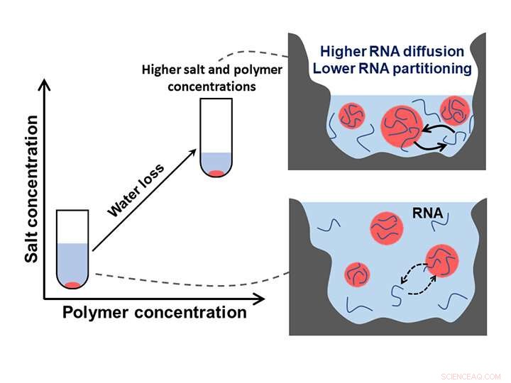 Tiny Compartments May Precede Cell Formation: New Prebiotic Study