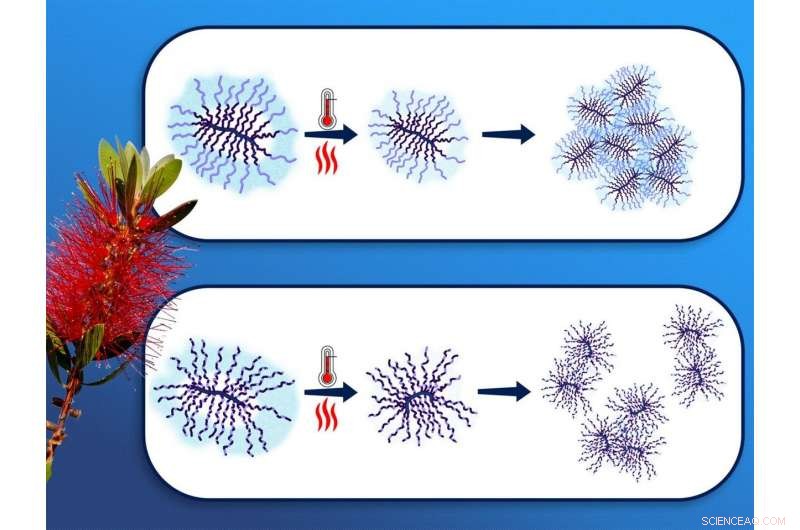 Neutron Scattering Reveals Structural Changes in Molecular Brushes