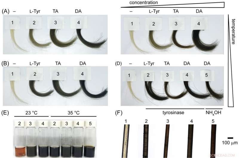 Scientists Pioneer Full Spectrum of Natural-Looking Hair Colors Using Melanin Concentration
