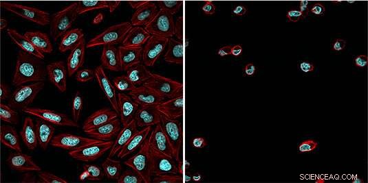 Engineered Light-Activated Switch Controls Cell Division and Apoptosis
