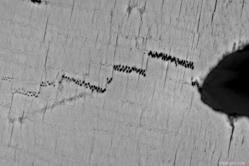 New Technique Unveils Nacre’s Complex Structure: Insights from MIT Research