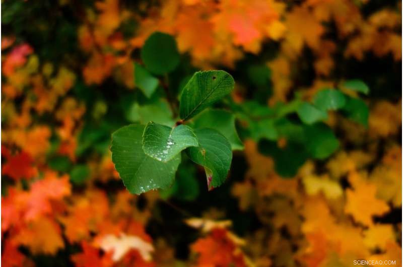 Mapping the Plant Immune System: A Molecular Roadmap